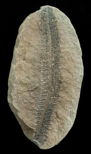 Million Year Old Fern Fossil - Mazon Creek #5733